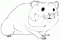 Dessin de dessin d un hamster 