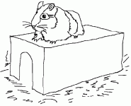 Dessin de hamster sur sa boite 