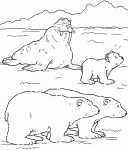 Dessin de trois ours polaires et un morse sur la banquise 