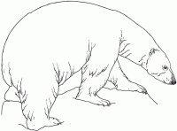 Dessin de un ours polaire sur la glace 