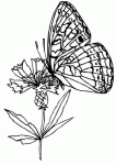 Dessin de papillon sur une fleur 