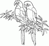 Dessin de dessin de deux perroquets sur une branche 