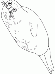 Dessin de phoque veau marin 