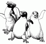 Dessin de trois pingouin 