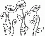 Dessin de des coquelicots des champs 