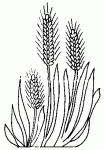 Dessin de des epis de ble 