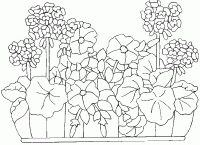 Dessin de des geraniums dans une jardiniere 