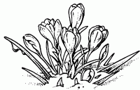 Dessin de fleur de crocus 
