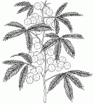 Dessin de fleur et feuille de mimosa 