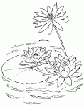 Dessin de nenuphar sur un plan d eau 