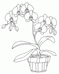Dessin de une orchidee dans un pot de fleur 