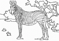 Dessin de zebre en savane 