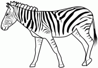 Dessin de zebre 