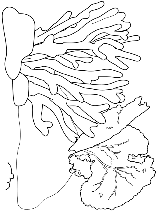ocean habitat coloring pages for kids - photo #48