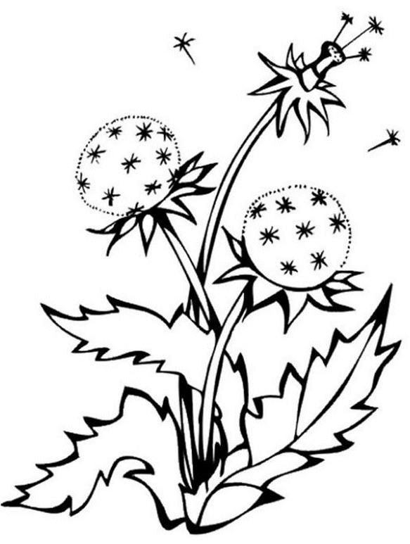 coloriage Fleurs 1