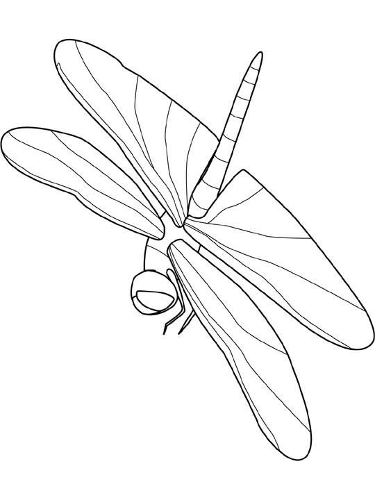 ment dessiner une libellule ment dessiner une libellule