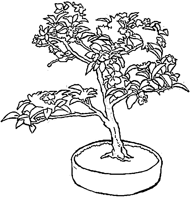arbre japonais dessin