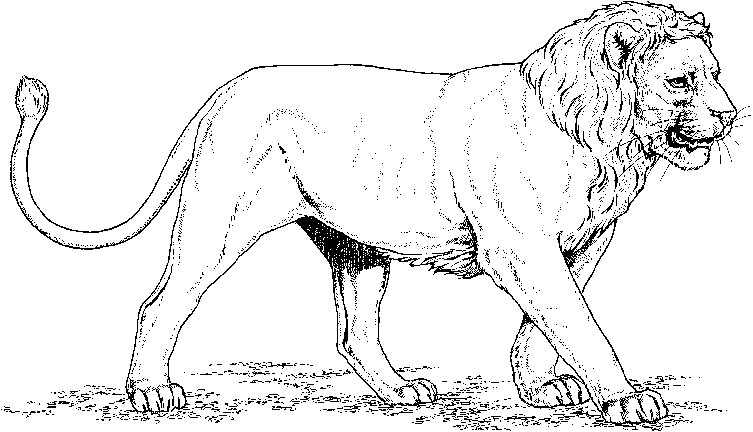 Colorier du Roi Lion et Simba  Imprimer le dessin pour peindre 