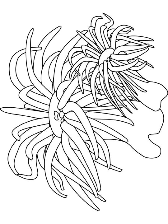 coloriage Ocean 0