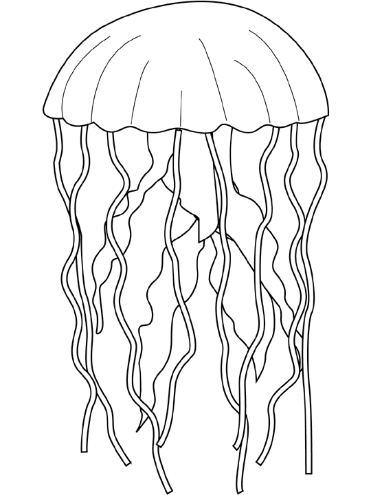 Dessins de Océan animaux à colorier coloriage Ocean 0