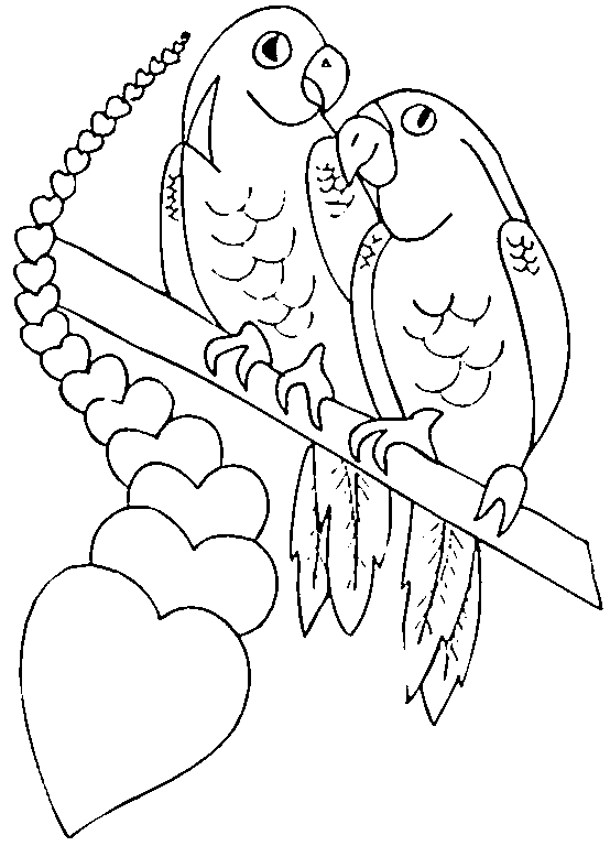 dessin de perroquet