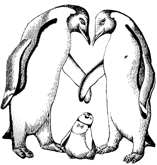 Pingouin A Colorier