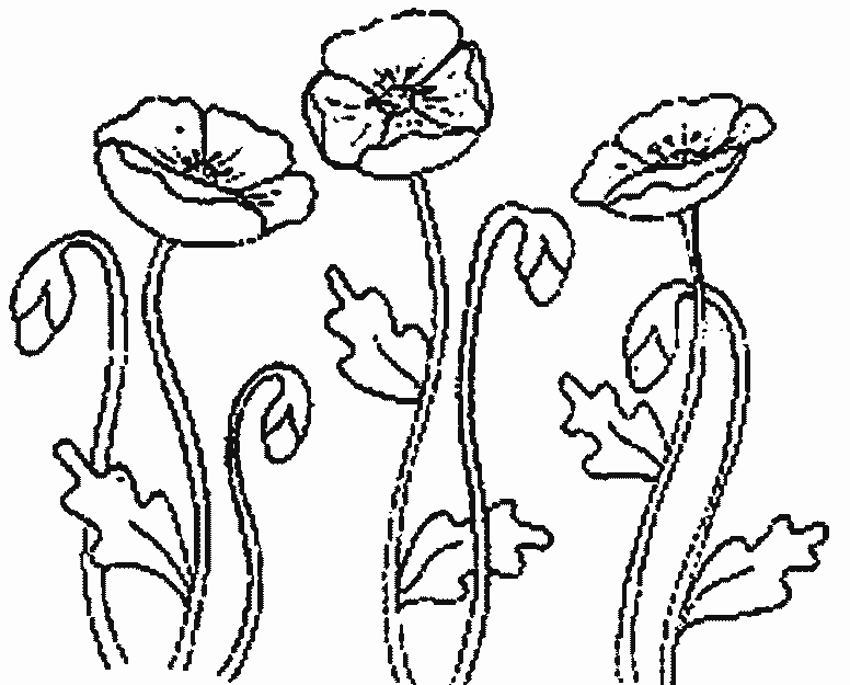 Fleurs Des Champs Coloriage