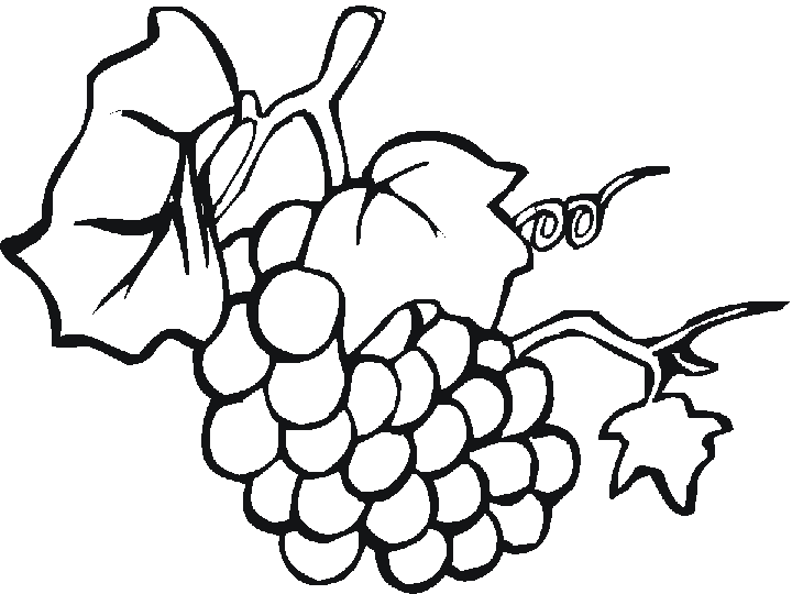 clipart gratuit vigne raisin - photo #32