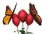 Image gif de deux papillons sur des fleurs