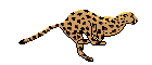 Image gif de leopard
