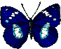 Image gif de papillon bleu