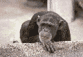 Image gif de singe qui dit non