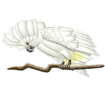 Image gif de un perroquet blanc