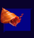 Image gif de crustace qui sort de sa coquille