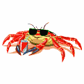 Image gif de crabe avec lunettes de soleil