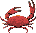 Image gif de crabe rouge