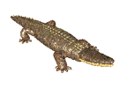 Image gif de crocodile marron