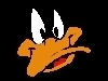 Image gif de tete de Daffy Duck sur fond noir