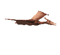 Image de dinosaures 072 gif