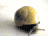 Image gif de vrai escargot