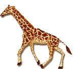 Image gif de girafe qui court