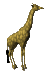 Image gif de petite girafe