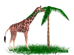 Image gif de une girafe qui mange un palmier