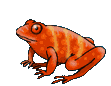 Image gif de grenouille rouge orange