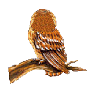 Image de hiboux 039 gif