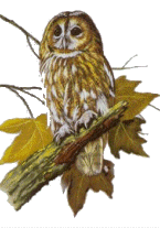 Image de hiboux 050 gif