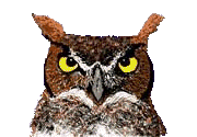 Image de hiboux 052 gif