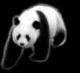 Image gif de panda qui marche
