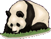 Image gif de panda sur l herbe