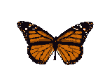 Image de papillon 048 gif